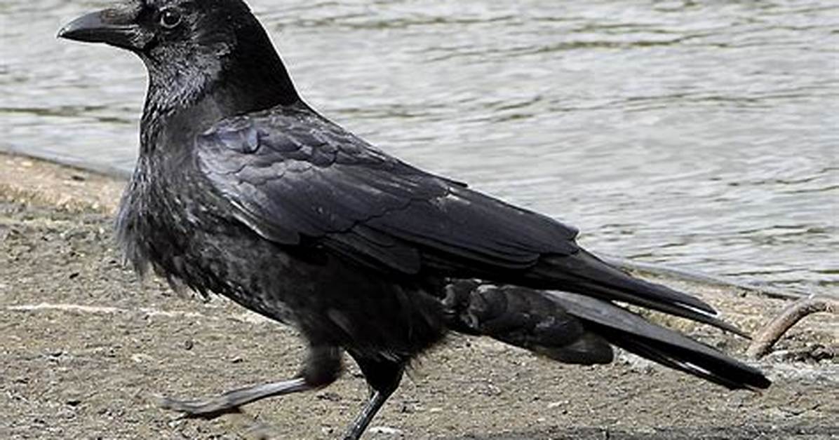 Are Carrion Crows Protected?