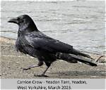 Are Carrion Crows Protected?