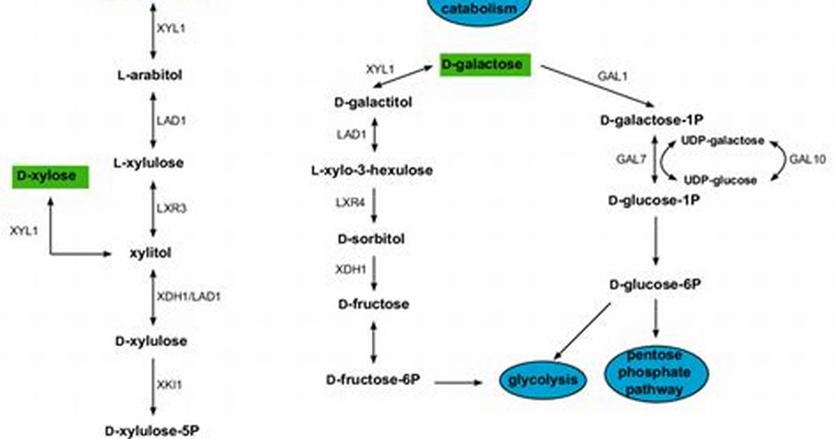 Are Catabolic Pathways Reductive?