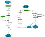 Are Catabolic Pathways Reductive?