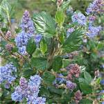 Are Ceanothus Deer Resistant?