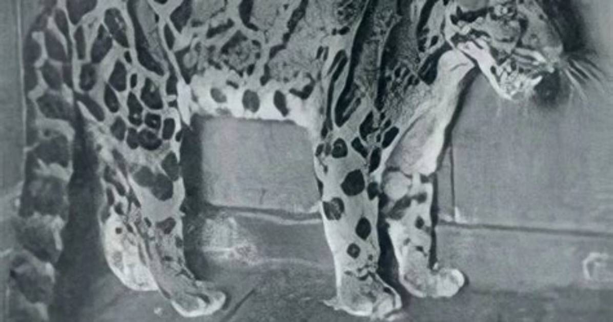 Are Clouded Leopards Extinct?