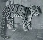 Are Clouded Leopards Extinct?