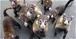 Are Coatis Aggressive