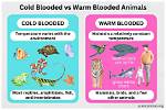 Are Cold Blooded Ectotherms?