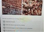 Are Compacted and Cemented Together?
