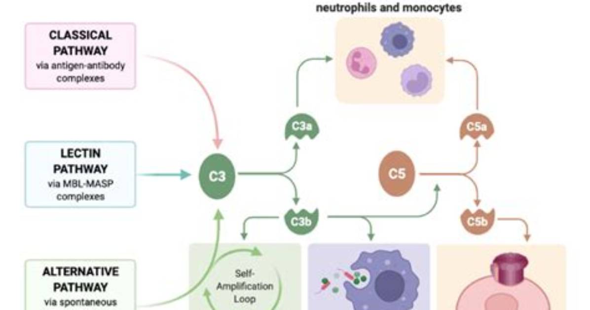 Are Complement Innate or Adaptive?
