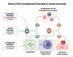 Are Complement Innate or Adaptive?