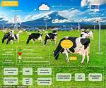Are Cows Smart