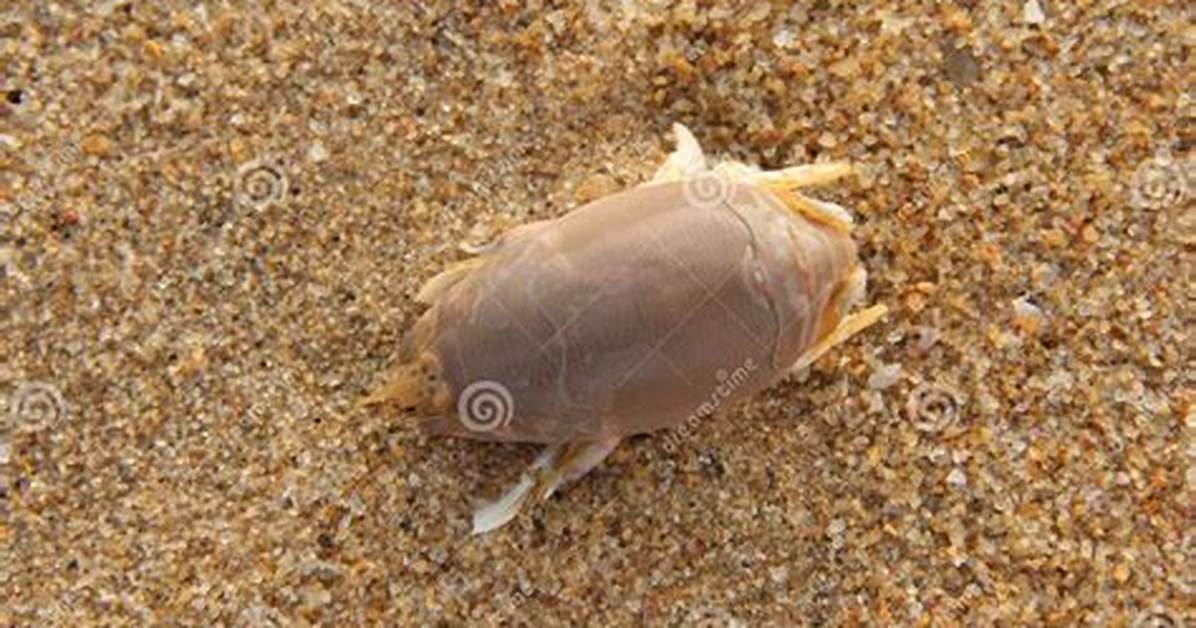 Are Crabs Bugs
