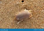 Are Crabs Bugs