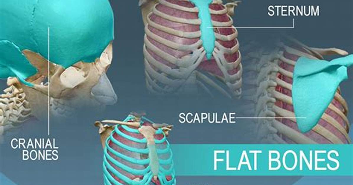 Are Cranial Bones Flat Bones?