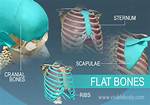 Are Cranial Bones Flat Bones?