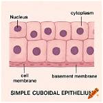 Are Cuboidal Cells Flat?