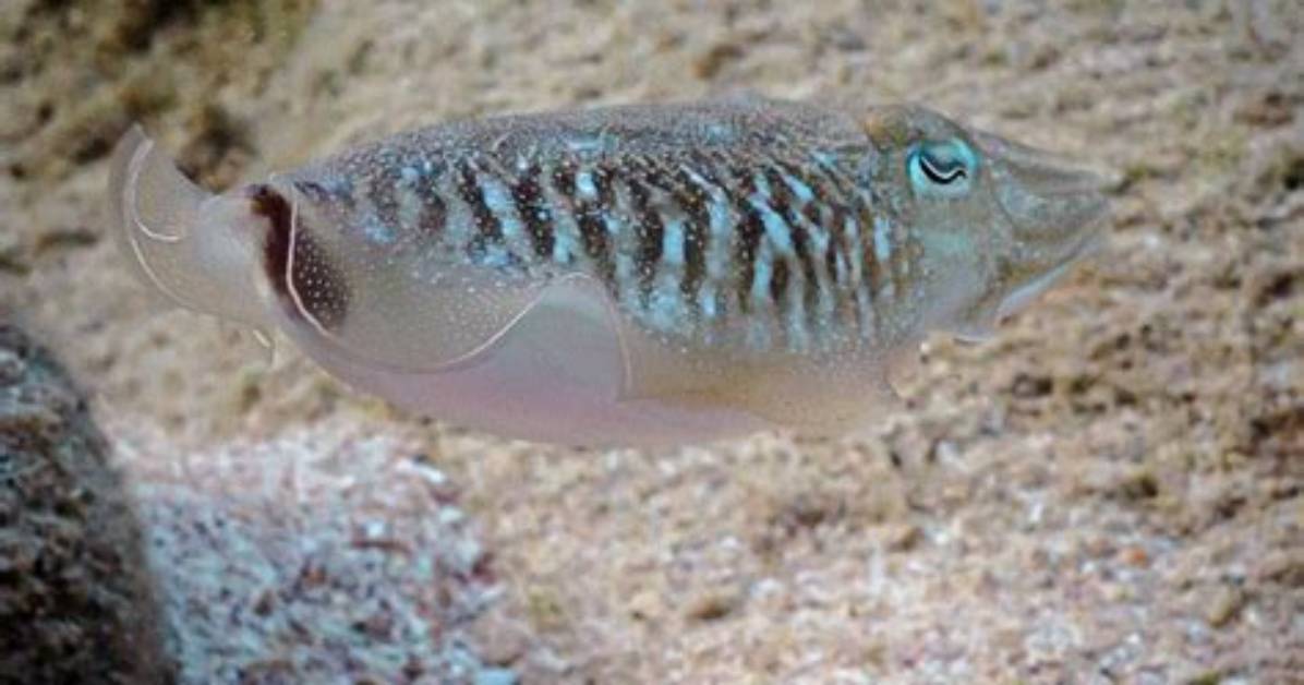 Are Cuttlefish Nice