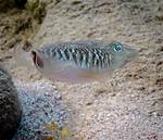 Are Cuttlefish Nice