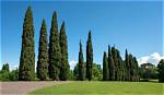 Are Cypress Trees