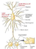 Are Dendrites Presynaptic or Postsynaptic?