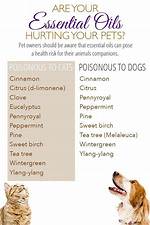 Are Diffusing Oils Bad for Dogs?