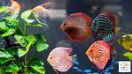 Are Discus Fish Aggressive?