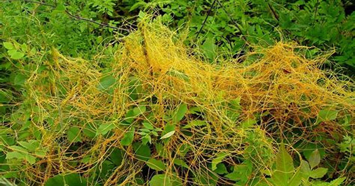 Are Dodder and Cuscuta Same?