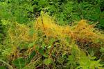 Are Dodder and Cuscuta Same?