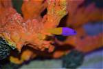 Are Dottyback Reef Safe?