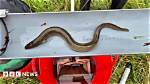 Are Eels Protected in Uk?