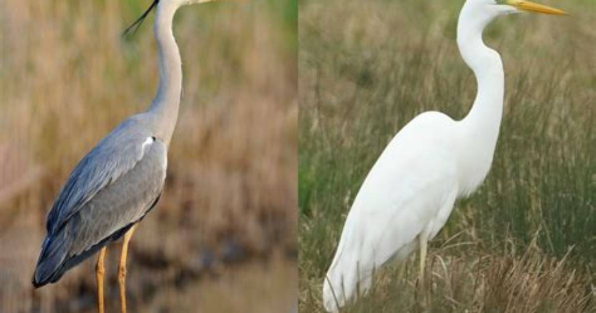 Are Egrets Grey