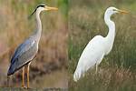 Are Egrets Grey