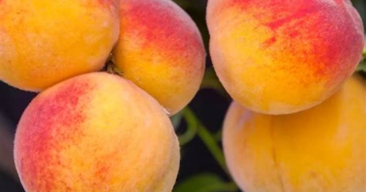 Are Elberta Peaches Freestone?