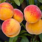 Are Elberta Peaches Freestone?