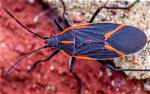 Are Elder Bugs Harmful
