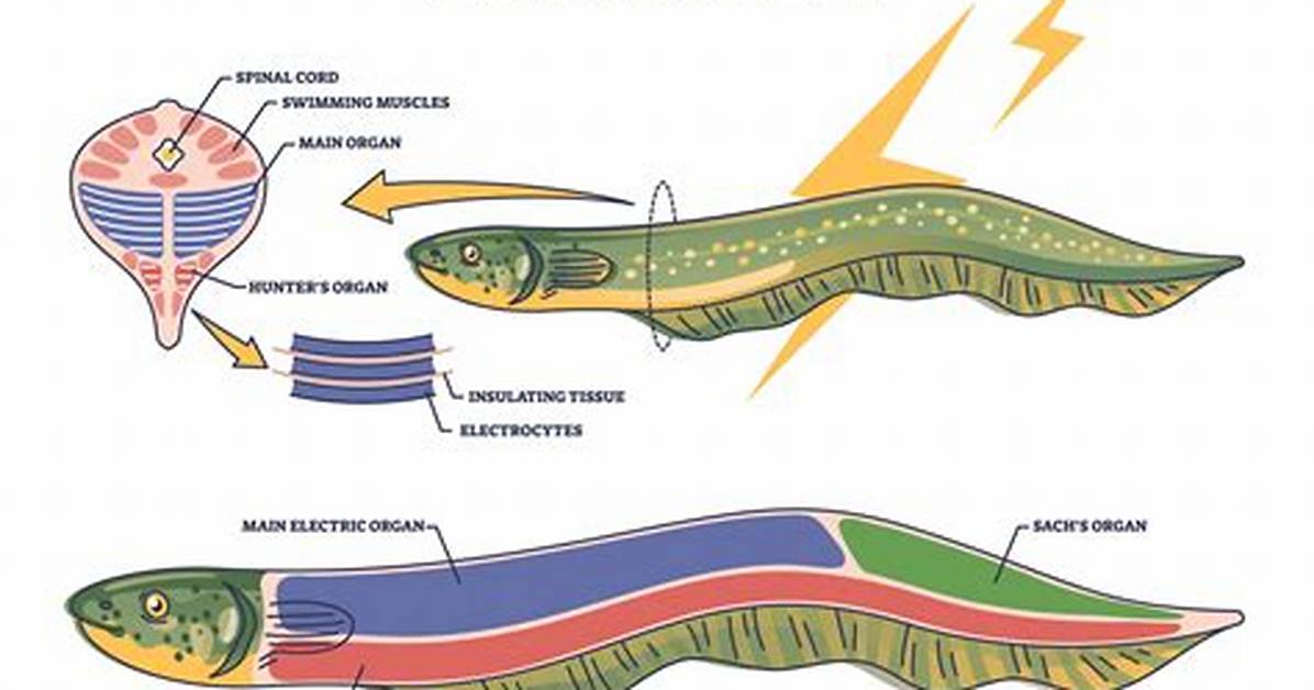 Are Electric Eels Eels?