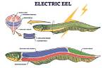 Are Electric Eels Eels?