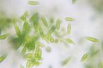 Are Elodea Single Celled?