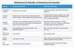 Are Enterococcus Faecalis and Enterococcus Faecium the Same?