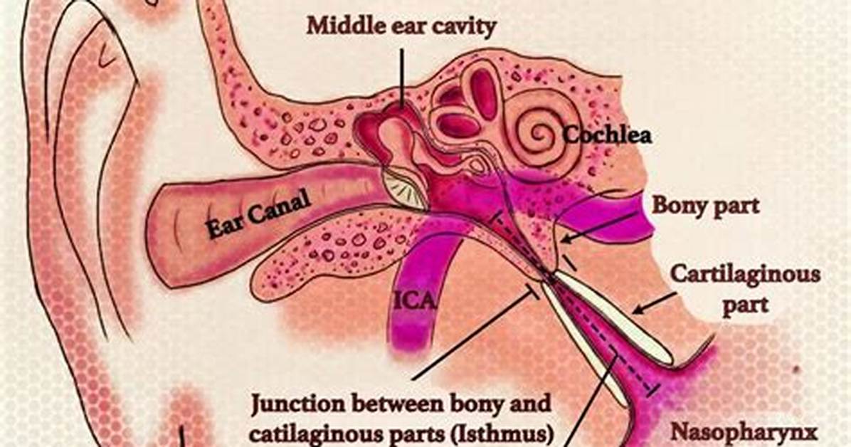 Are Eustachian Tubes Connected?