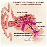 Are Eustachian Tubes Connected?