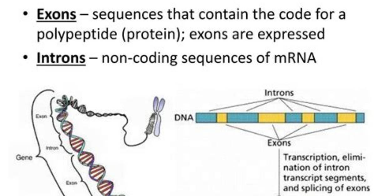 Are Exons Non Coding?