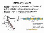 Are Exons Non Coding?