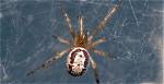 Are False Widows Dangerous?
