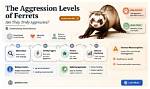 Are Ferrets Aggressive?