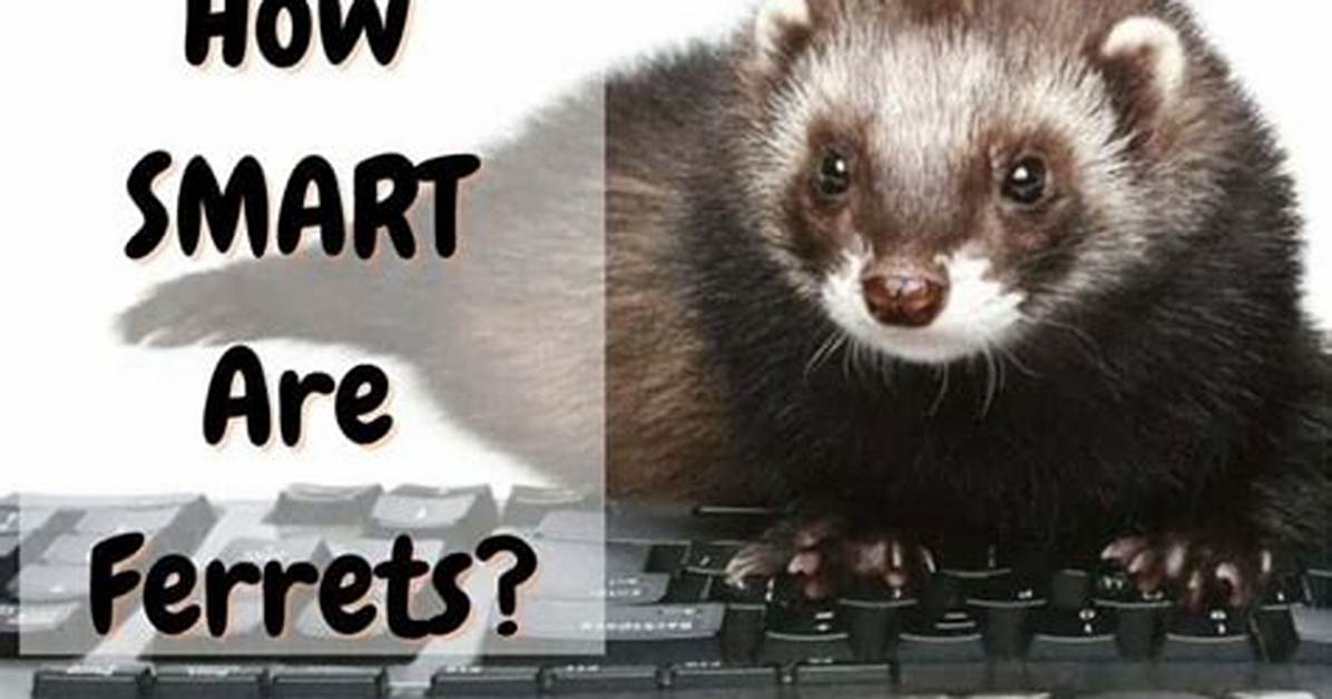 Are Ferrets Smart