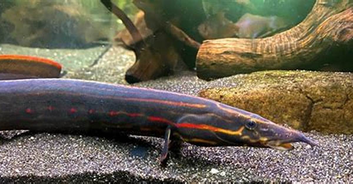 Are Fire Eels Aggressive?