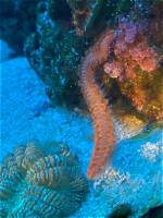 Are Fireworm Reef Safe?
