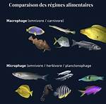 Are Fish Carnivores?