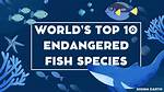 Are Fish Endangered