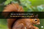 Are Fox Squirrels Red