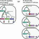 Are Genes Self Regulating?